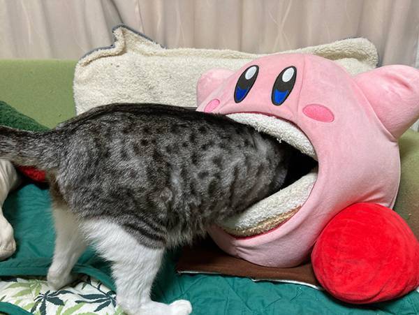 寒くて暖を取ろうとする猫　まさかの場所に１４万人が爆笑　「怖いけど、面白すぎる」