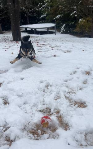 飼い主「あまりにも楽しそうだから見て…」　雪を見てテンションが上がった柴犬が、こちら