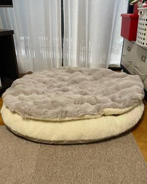 あなたは分かりますか？　部屋のどこかに隠れる愛犬に「分からなかった」「同化しているかと」