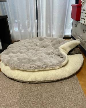 あなたは分かりますか？　部屋のどこかに隠れる愛犬に「分からなかった」「同化しているかと」