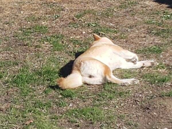 「同じ写真かと思った」　飼い主が撮った愛犬の姿に驚き！