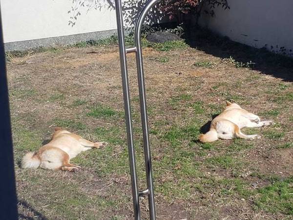 「同じ写真かと思った」　飼い主が撮った愛犬の姿に驚き！