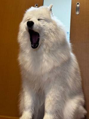 「おはようございまふぁぁぁ…」　起きたばかりの犬の『顔』が話題