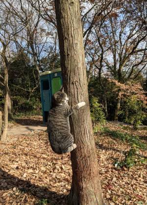 木に登った野良猫　写真に「出勤１時間前の自分と一緒」