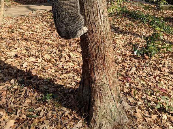 木に登った野良猫　写真に「出勤１時間前の自分と一緒」