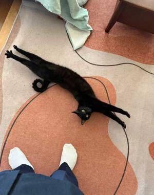 猫の写真