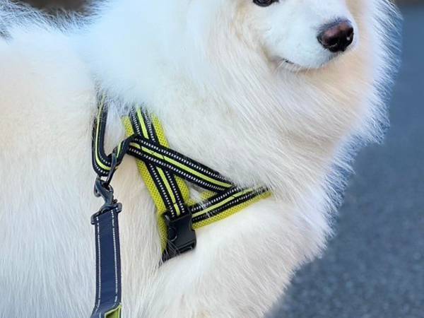 愛犬と散歩中、通りすがりの女性がひと言　内容に「抱きしめたい」