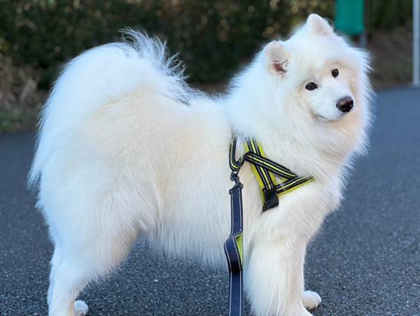 愛犬と散歩中、通りすがりの女性がひと言　内容に「抱きしめたい」