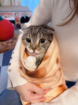 飼い主「くつろぎすぎな猫」　包まれた表情に「これは優勝」