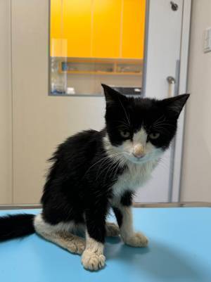 虫を食べて生きていた猫　３か月後の姿が…？　「目付きが全然違う」