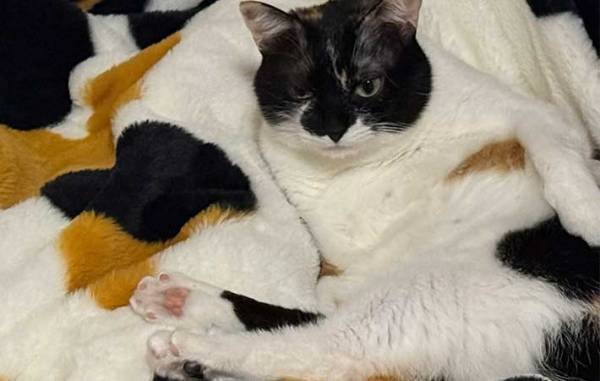 『１３万人』が注目！　愛猫の『同化』姿に「笑った」「ホントに分からん」