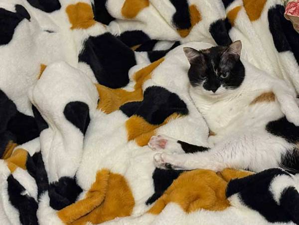 『１３万人』が注目！　愛猫の『同化』姿に「笑った」「ホントに分からん」