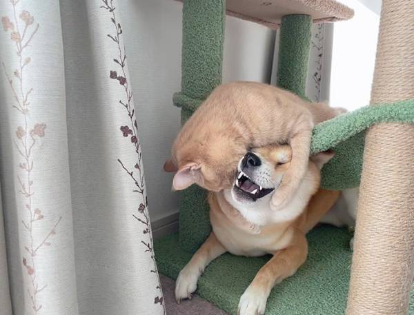 柴犬「やめろおおぉぉぉぉ」　表情に「これは最高」「気の毒で笑った」