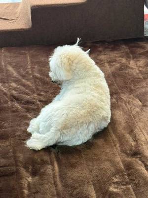 飼い主「かわいい顔してるかな～」　名前を呼んだら…？　表情に爆笑！