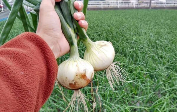 水にさらすだけじゃない！　農園に聞いた『辛いタマネギ』をおいしく食べる方法