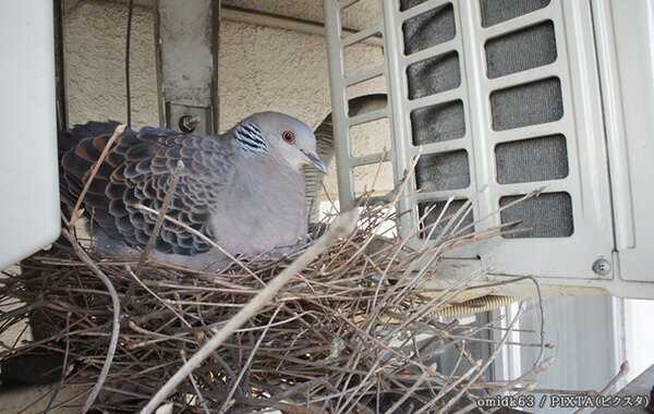 「ベランダに巣を作られたら…」　東京都環境局が対処法をアドバイス