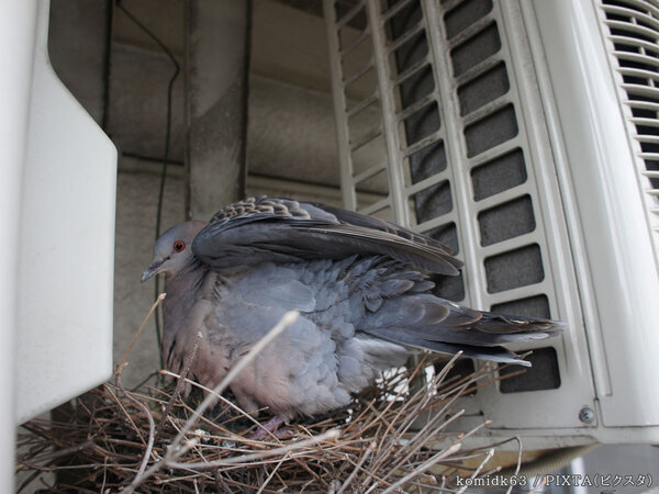 「ベランダに巣を作られたら…」　東京都環境局が対処法をアドバイス
