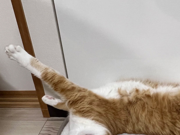 仕事でヘトヘトの飼い主が見たのは？　リラックスモード全開の猫に「笑った」