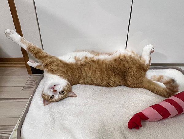 仕事でヘトヘトの飼い主が見たのは？　リラックスモード全開の猫に「笑った」