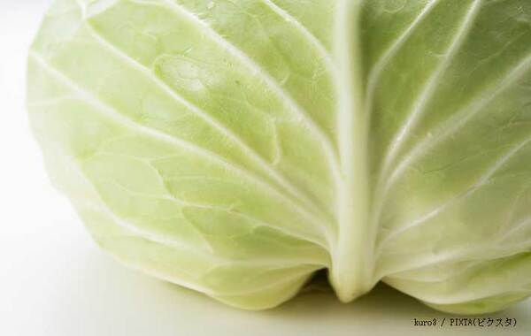 フワフワにならない…　JA嬬恋村が伝授！『おいしい千切りキャベツ』のコツ