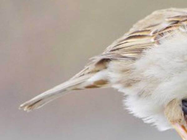 『スズメのポーズ』に称賛の声　「体が柔らかい！」「挨拶してるみたい」