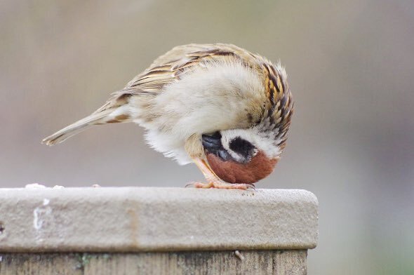 『スズメのポーズ』に称賛の声　「体が柔らかい！」「挨拶してるみたい」
