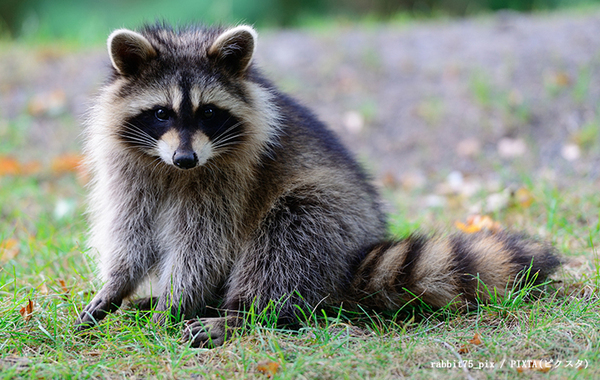 「タヌキごめん」「知らなかった」 Tシャツのイラストをよーく見ると？