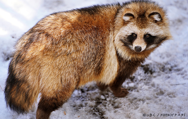 「タヌキごめん」「知らなかった」 Tシャツのイラストをよーく見ると？