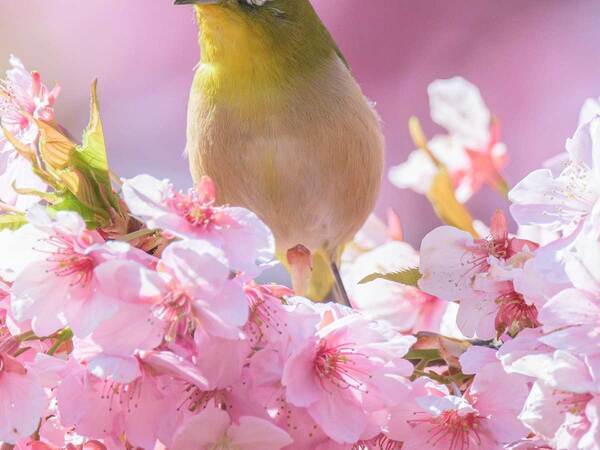 メジロが止まっているのは…　写真に「この組み合わせは反則！」「美しすぎる」