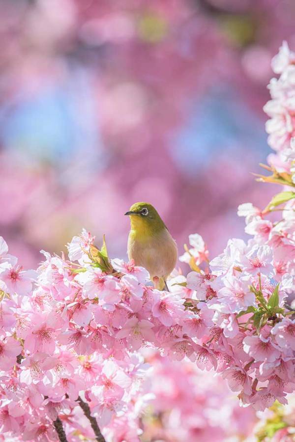 メジロが止まっているのは…　写真に「この組み合わせは反則！」「美しすぎる」