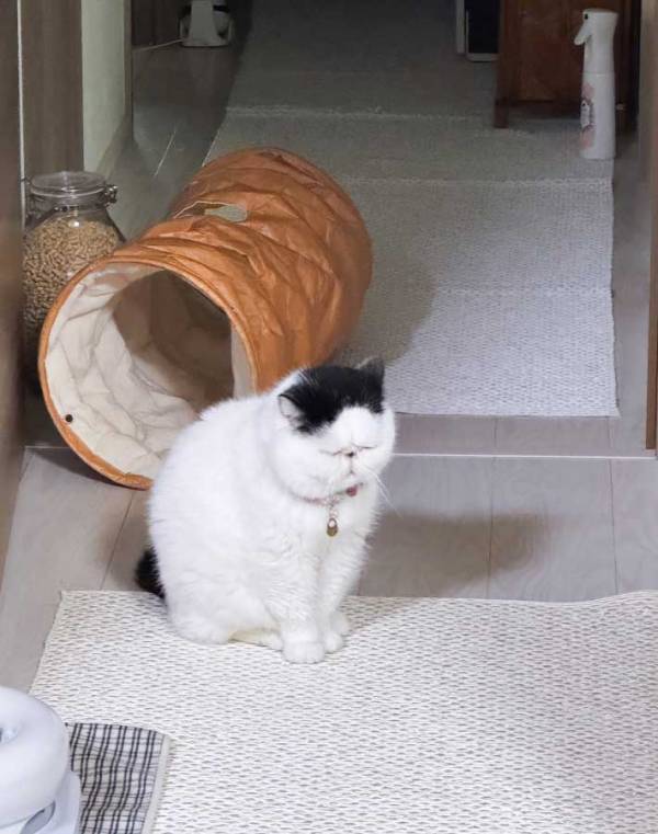 座って動かない猫　飼い主も笑った１枚に「負けた感がすごい」