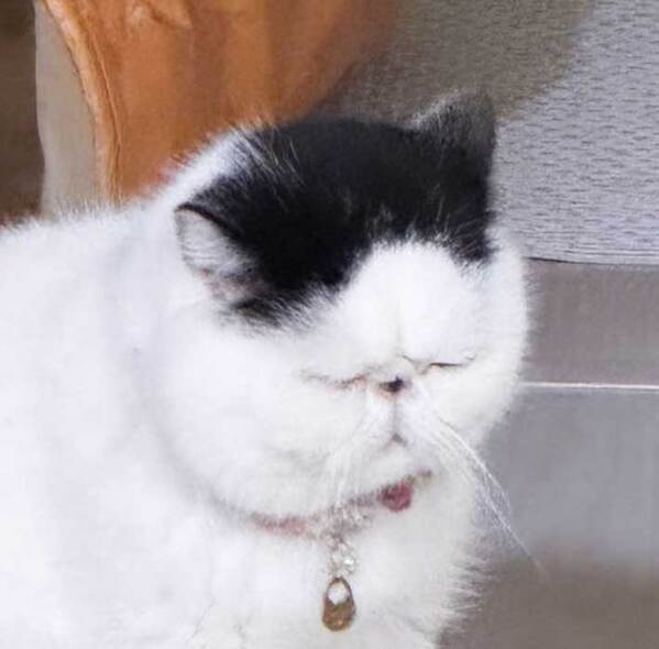 座って動かない猫　飼い主も笑った１枚に「負けた感がすごい」