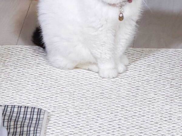 座って動かない猫　飼い主も笑った１枚に「負けた感がすごい」