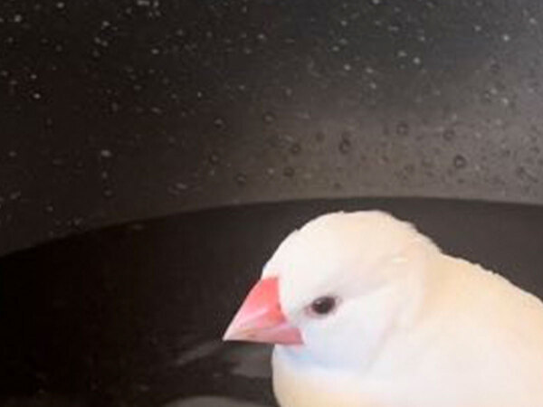 パスタを作ろうとした飼い主　キッチンを見ると、文鳥が…「これは笑う」「優雅な水浴びだ」