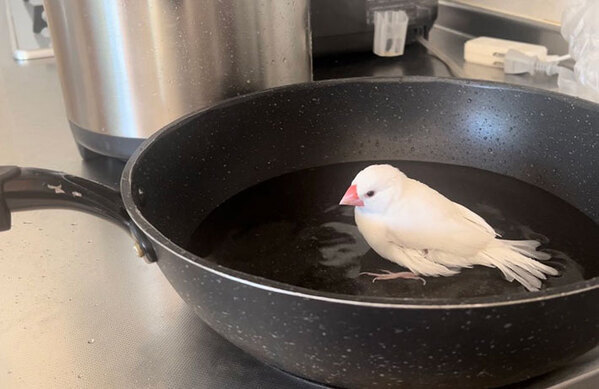 パスタを作ろうとした飼い主　キッチンを見ると、文鳥が…「これは笑う」「優雅な水浴びだ」