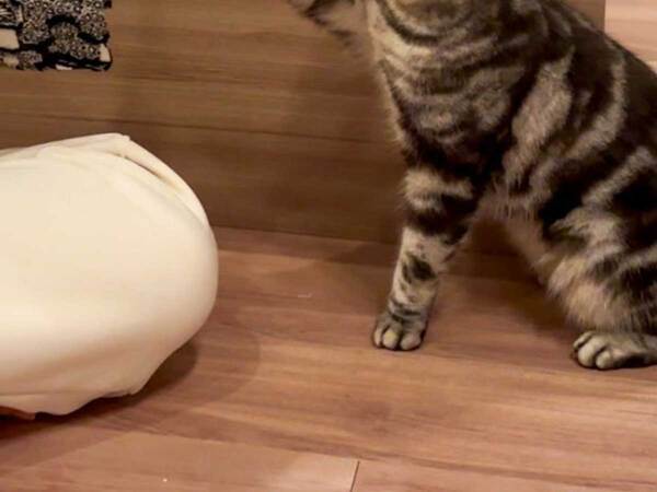 エクササイズの本を見る猫　その後の行動に「IQが１億くらいある」「賢い」