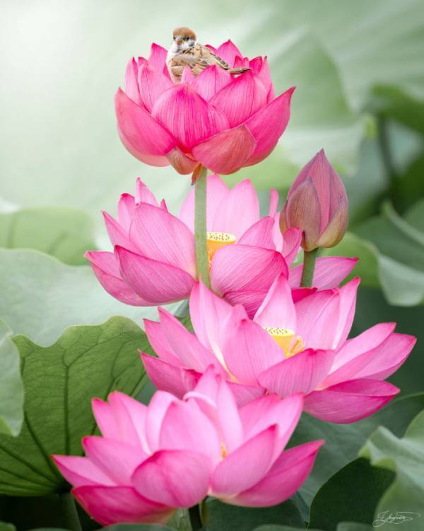 幼い鳥を撮影したら？　この世とは思えない光景に「反則だ」「縁起よさそう」