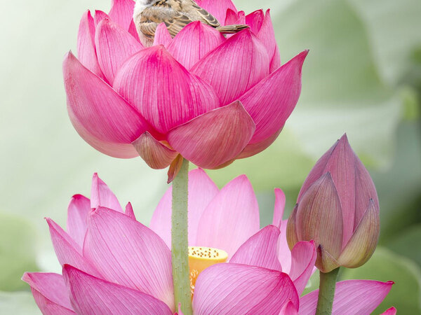 幼い鳥を撮影したら？　この世とは思えない光景に「反則だ」「縁起よさそう」