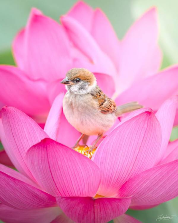 幼い鳥を撮影したら？　この世とは思えない光景に「反則だ」「縁起よさそう」