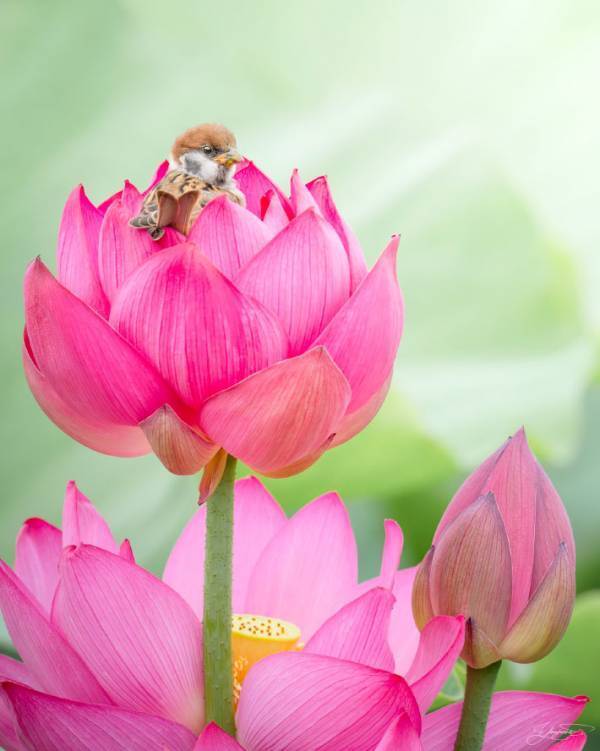 幼い鳥を撮影したら？　この世とは思えない光景に「反則だ」「縁起よさそう」