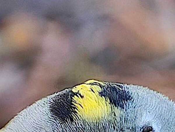 撮影者「これはあかんて」　ヤンチャな頭の鳥が…「笑った」「これは反則」