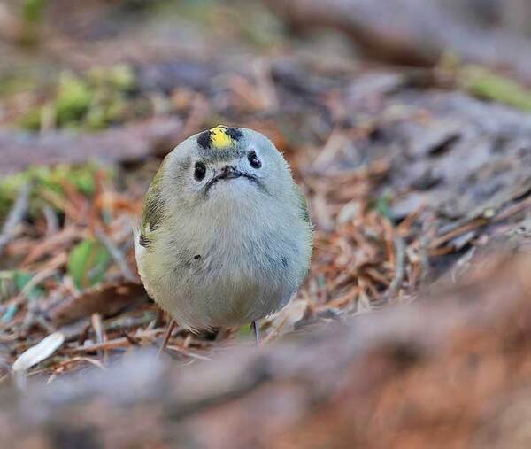 撮影者「これはあかんて」　ヤンチャな頭の鳥が…「笑った」「これは反則」