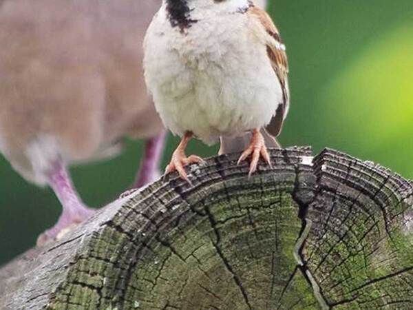 「うしろー！」　スズメの真後ろに迫っていたのは？「この後の展開が気になる…」