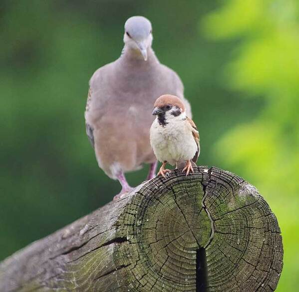 「うしろー！」　スズメの真後ろに迫っていたのは？「この後の展開が気になる…」