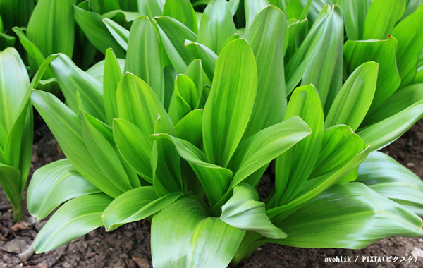 厚労省「気を付けて！」　注意喚起に「どっちか分からない」「間違えそう」