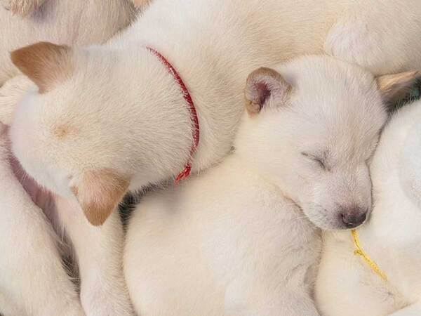 「なぜそこで？」　北海道犬の赤ちゃんが寝ている場所は…「笑った」「かわいすぎ」
