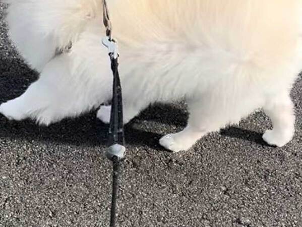 母親との散歩を終えた犬　もう１度散歩に行けた理由が？「吹いた」「策士やな」