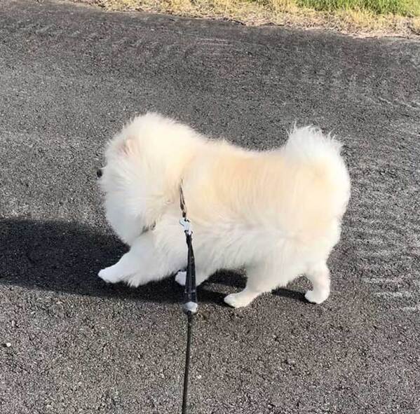 母親との散歩を終えた犬　もう１度散歩に行けた理由が？「吹いた」「策士やな」