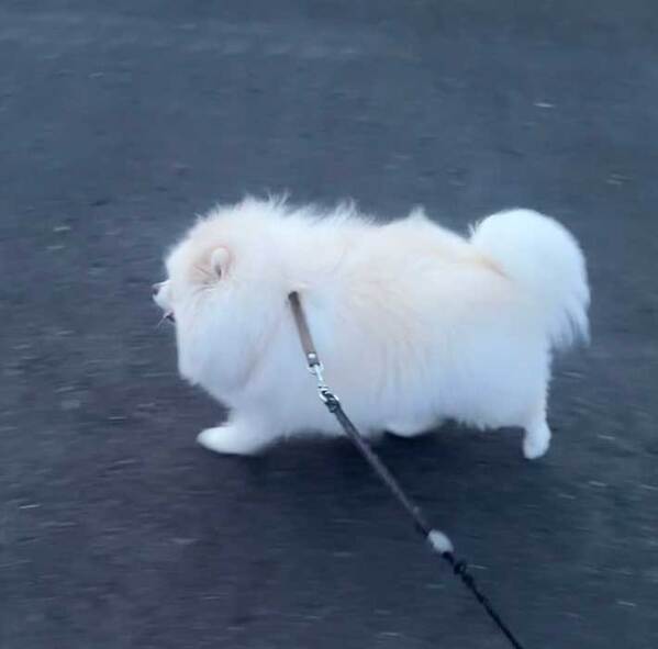 母親との散歩を終えた犬　もう１度散歩に行けた理由が？「吹いた」「策士やな」