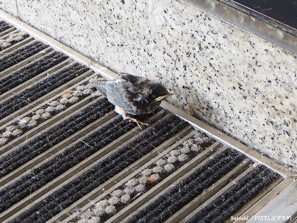 ヒナが落ちてたら助ける？放っておく？　正しい対処法は…